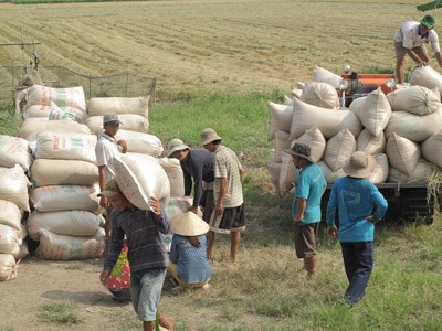 Harvest of summer autumn rice in Dong Thap Province (Photo: SGGP) Harvest of summer autumn rice in Dong Thap Province (Photo: SGGP)